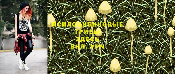 прущие грибы Дмитриев
